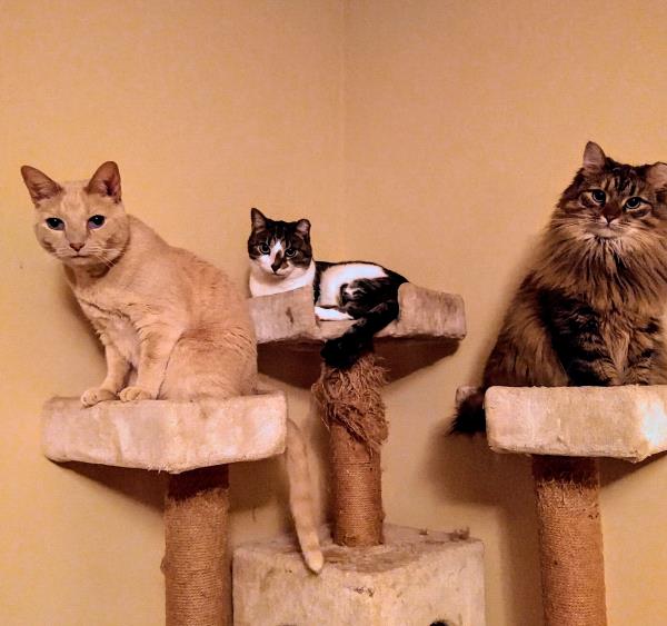 /Images/uploads/Cat Welfare Association/CatWelfare/entries/33826thumb.jpg